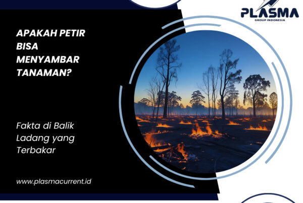 apakah petir bisa menyambar tanaman fakta di balik ladang yang terbakar artikel plasma group indonesia