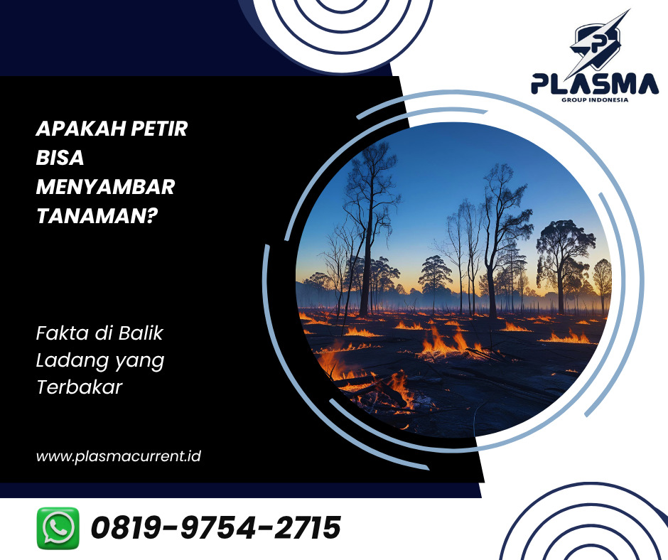apakah petir bisa menyambar tanaman fakta di balik ladang yang terbakar artikel plasma group indonesia